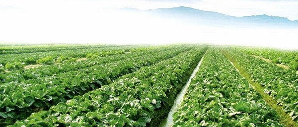 蔬菜基地，食堂采購(gòu)